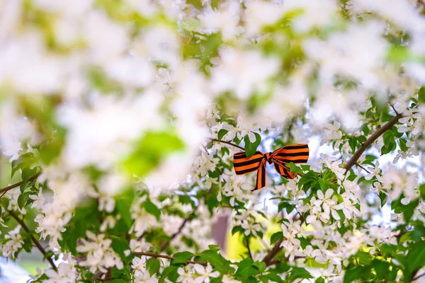 圣乔治丝带 其形式是在春天盛开的苹果树上挂上节日的蝴蝶结 庆祝背景 — 图库照片