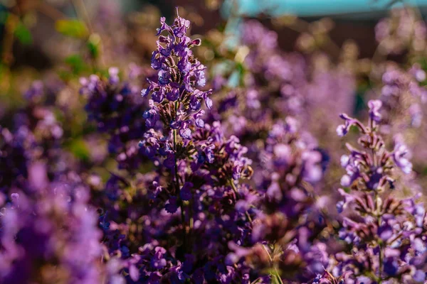 Field Beautiful Purple Flowers Natural Background — Stock fotografie