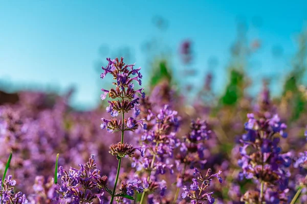 Field Beautiful Purple Flowers Natural Background — Stockfoto