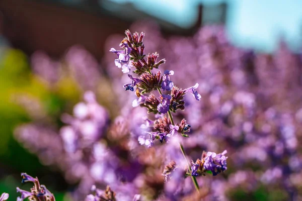 Champ Belles Fleurs Violettes Fond Naturel — Photo