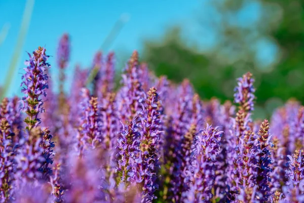 Field Beautiful Purple Flowers Natural Background — Stockfoto