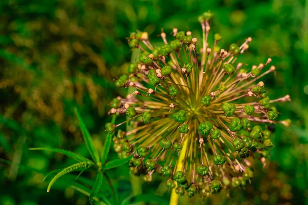 Green Allium Flower Beautiful Natural Background — Stockfoto