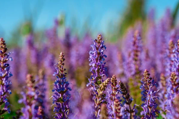 Field Beautiful Purple Flowers Natural Background — Stockfoto