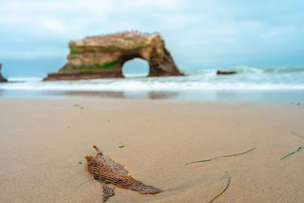 Vista Panoramica Del Natural Bridge Vista Point Santa Cruz California — Foto Stock