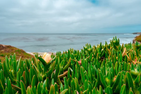 Fundo Natural Carpobrotus Verde Crescendo Perto Oceano Pacífico — Fotografia de Stock
