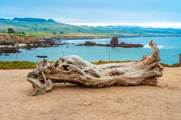 Uma Árvore Seca Caída Costa Oceano — Fotografia de Stock