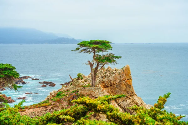 Una Pittoresca Vista Cipresso Solitario Parco Sulla Costa Monterey — Foto Stock