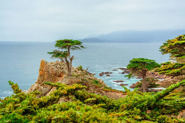 Uma Vista Pitoresca Cipreste Solitário Parque Costa Monterey — Fotografia de Stock