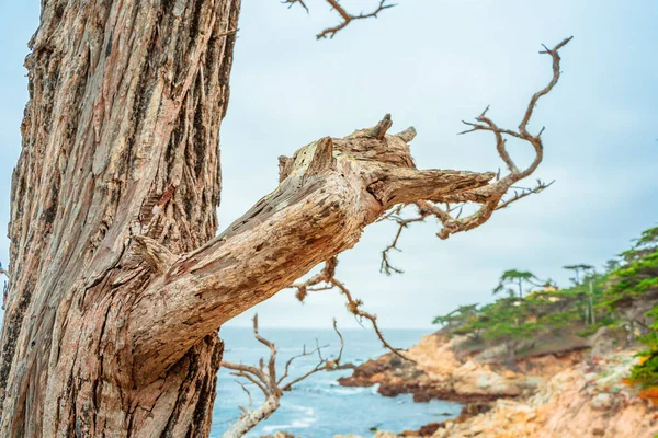 Uma Vista Pitoresca Cipreste Solitário Parque Costa Monterey — Fotografia de Stock