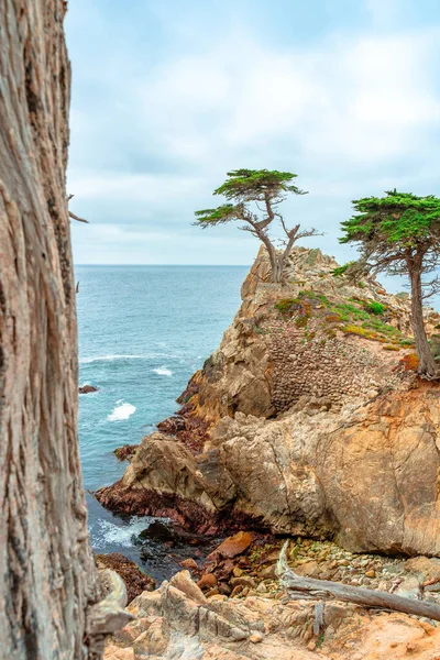 Uma Vista Pitoresca Cipreste Solitário Parque Costa Monterey — Fotografia de Stock