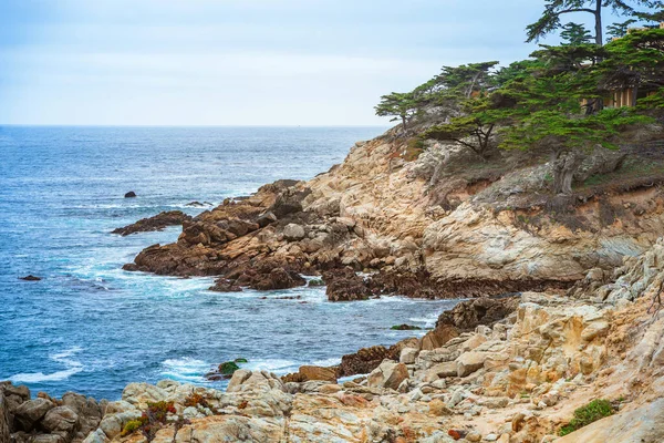 Uma Vista Pitoresca Cipreste Solitário Parque Costa Monterey — Fotografia de Stock