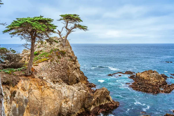 Uma Vista Pitoresca Cipreste Solitário Parque Costa Monterey — Fotografia de Stock