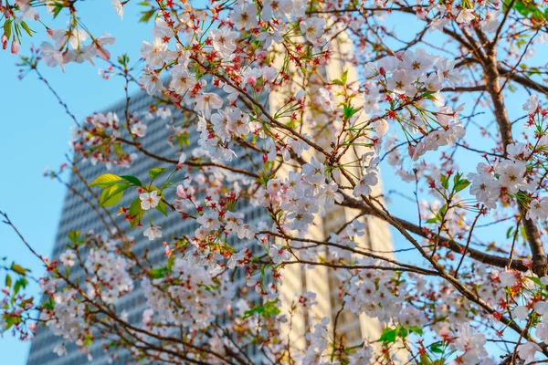 Tall Business Building Branch Flowering Tree Flowers Blue Sky Background — Foto Stock