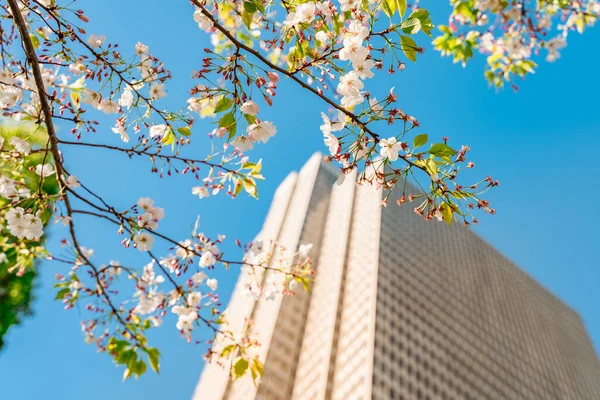 Tall Business Building Branch Flowering Tree Flowers Blue Sky Background — Foto Stock