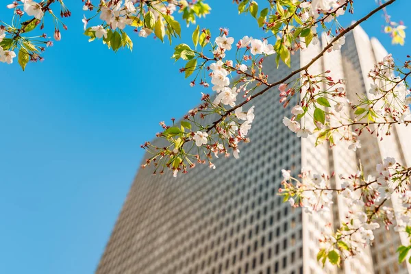 Tall Business Building Branch Flowering Tree Flowers Blue Sky Background — Foto Stock