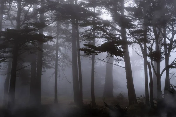 Niebla Bosque Paisaje Misterioso Dramático —  Fotos de Stock