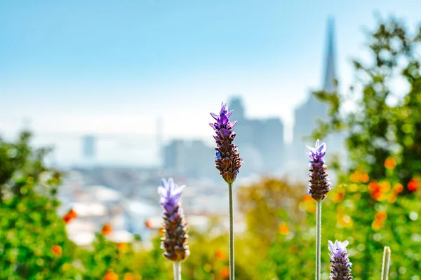Purple flower on the background of the city of San Francisco from a high hill and a view of downtown