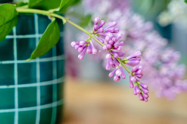 Een Tak Van Lila Een Groene Moderne Pot Een Mooie — Stockfoto