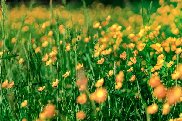 Campo Com Grama Flores Amarelas Fundo Natural — Fotografia de Stock