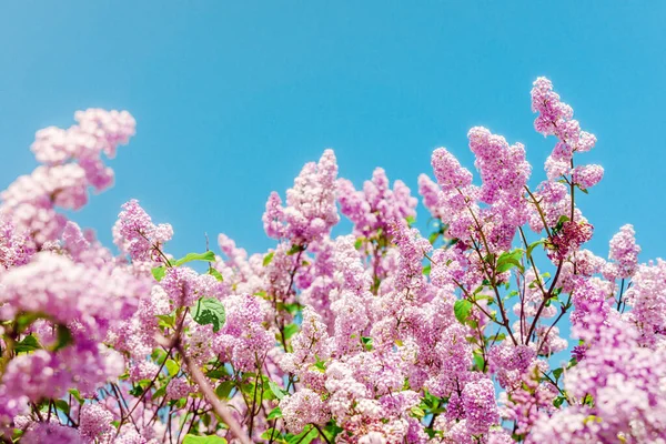 蓝天上紫丁香的美丽花朵背景 — 图库照片