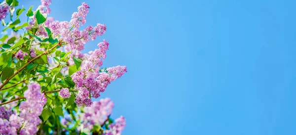 Blooming Lilac Blue Sky Spring Banner — Photo