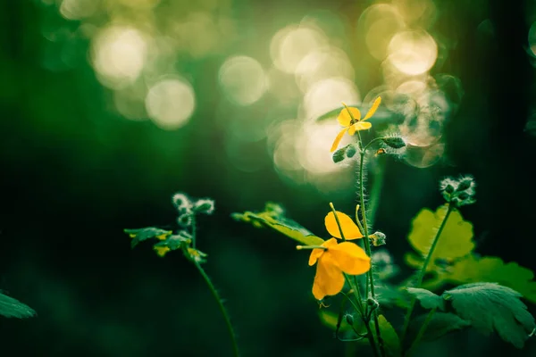 Summer Green Dark Background Forest Yellow Flower — Φωτογραφία Αρχείου