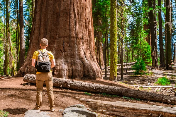 Jovem Turista Enorme Sequoia General Sherman Parque Sequoia Nos Eua — Fotografia de Stock
