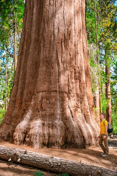Young Male Tourist Huge Sequoia General Sherman Sequoia Park Usa — Stock Photo, Image