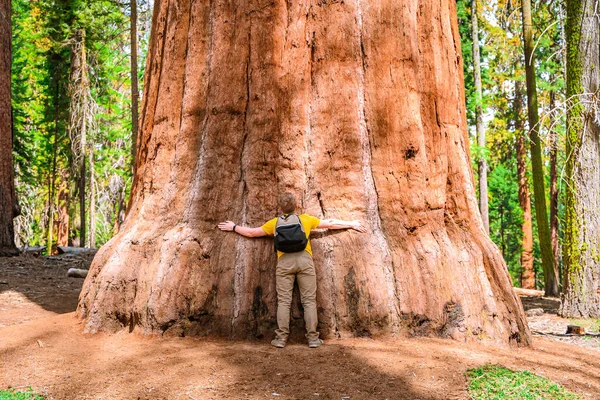 Joven Turista Masculino Enorme Secuoya General Sherman Parque Sequoia Los — Foto de Stock