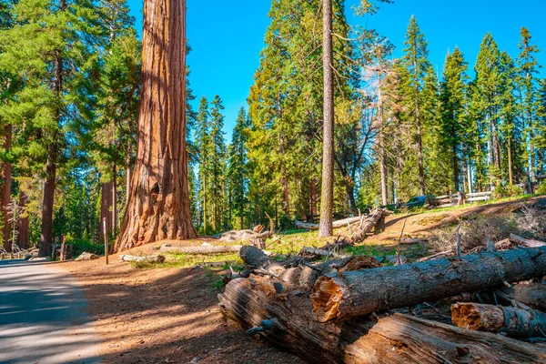 Ein Malerischer Wald Mit Riesigen Mammutbäumen Den Usa Landschaftliche Landschaft — Stockfoto