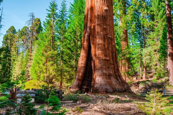 Une Forêt Pittoresque Avec Énormes Séquoias Aux États Unis Paysage — Photo