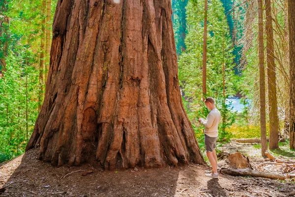 Jeune Homme Tient Milieu Énormes Arbres Regarde Séquoia Géant Dans — Photo