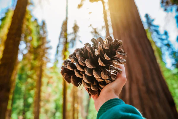 Hermosa Joven Sosteniendo Cono Gigante Parque Nacional Sequoia — Foto de Stock