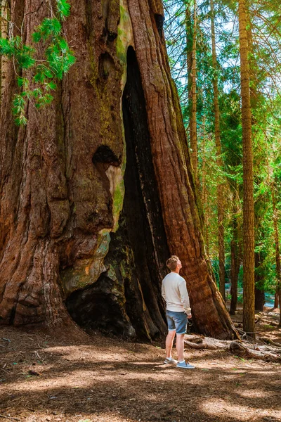 Joven Encuentra Entre Enormes Árboles Mira Árbol Gigante Secuoyas Bosque — Foto de Stock