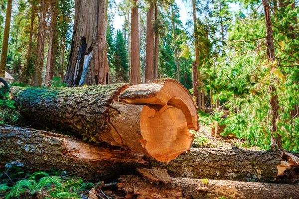 Tree cuts in Redwood Park, beautiful wood texture