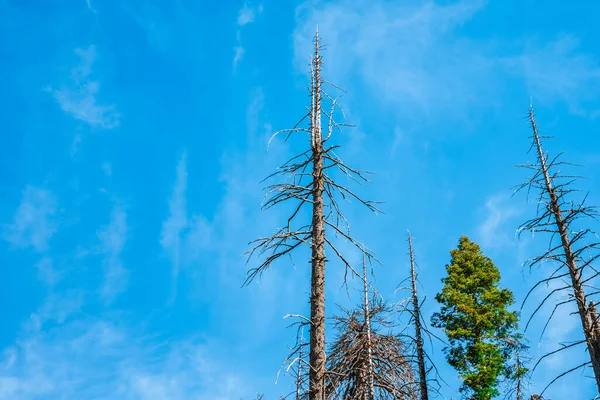 Pintoresco Bosque Con Enormes Secuoyas Los Estados Unidos Paisaje Escénico —  Fotos de Stock