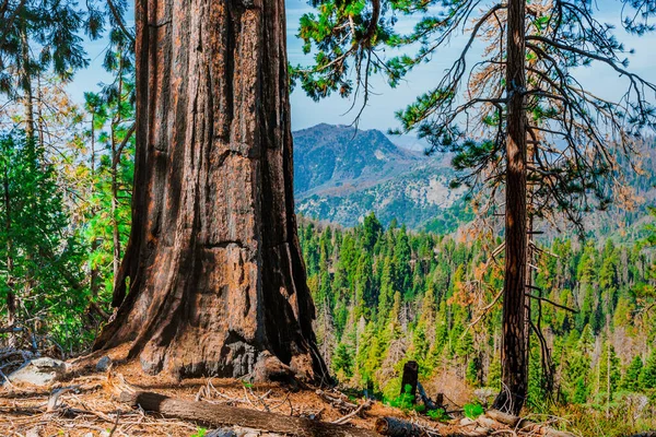 Malowniczy Las Ogromnym Sekwojem Usa Malowniczy Krajobraz Parku Narodowym Sequoia — Zdjęcie stockowe