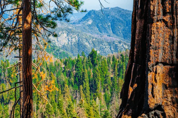 一个风景如画的森林与巨大的红杉在美国 红杉国家公园的风景景观 — 图库照片