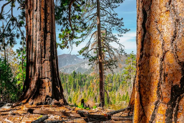 Ein Malerischer Wald Mit Riesigen Mammutbäumen Den Usa Landschaftliche Landschaft — Stockfoto