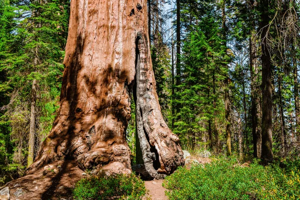 Une Forêt Pittoresque Avec Énormes Séquoias Aux États Unis Paysage — Photo