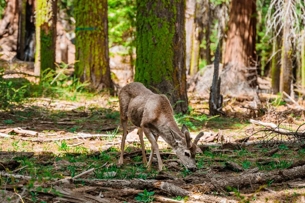 Egy Fiatal Szarvas Egy Gyönyörű Erdőben Sequoia Nemzeti Park Usa — Stock Fotó