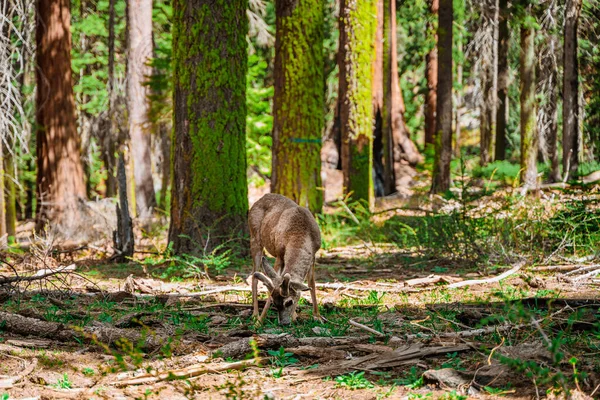 Veado Jovem Uma Bela Floresta Parque Nacional Sequoia Eua — Fotografia de Stock