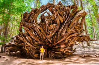 A young male tourist at the huge sequoia General Sherman in the Sequoia Park in the USA clipart