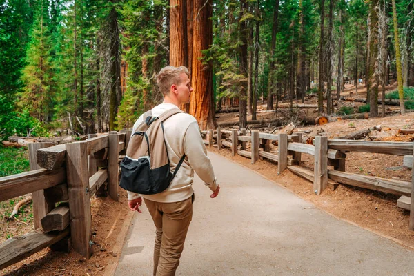 Ung Manlig Turist Den Enorma Sequoia General Sherman Sequoia Park — Stockfoto