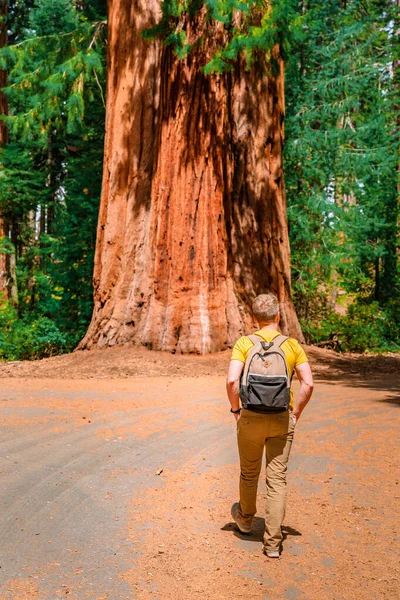 Jeune Touriste Masculin Dans Immense Séquoia Général Sherman Dans Parc — Photo