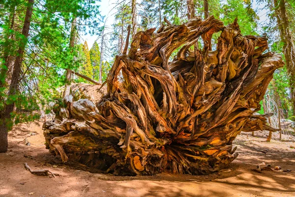 Gigantyczne Korzenie Upadłej Sekwoi Parku Narodowym Sequoia Usa — Zdjęcie stockowe