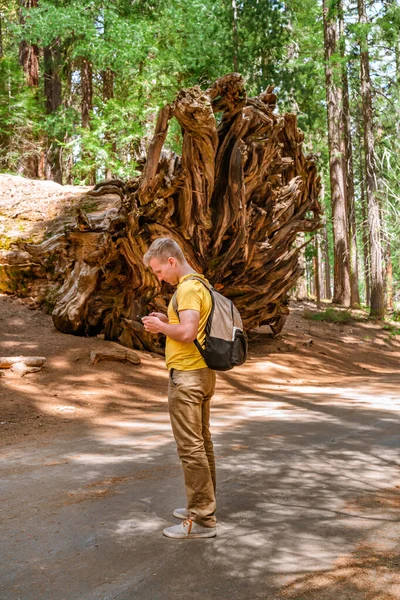 Jeune Homme Tient Milieu Énormes Arbres Regarde Séquoia Géant Dans — Photo