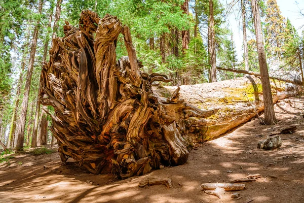Riesige Wurzeln Eines Gefallenen Mammutbaums Sequoia National Park Usa — Stockfoto