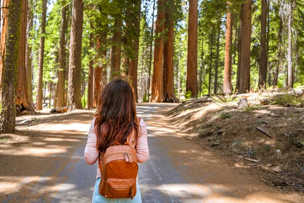 Urocza Młoda Kobieta Plecakiem Spaceruje Wśród Olbrzymich Drzew Lesie Parku — Zdjęcie stockowe