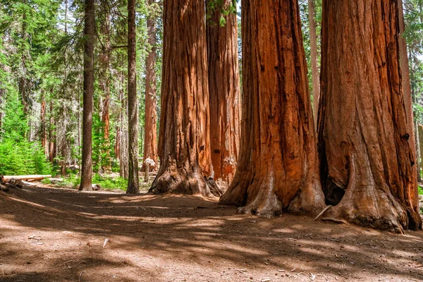 Pintoresco Bosque Con Enormes Secuoyas Los Estados Unidos Paisaje Escénico — Foto de Stock